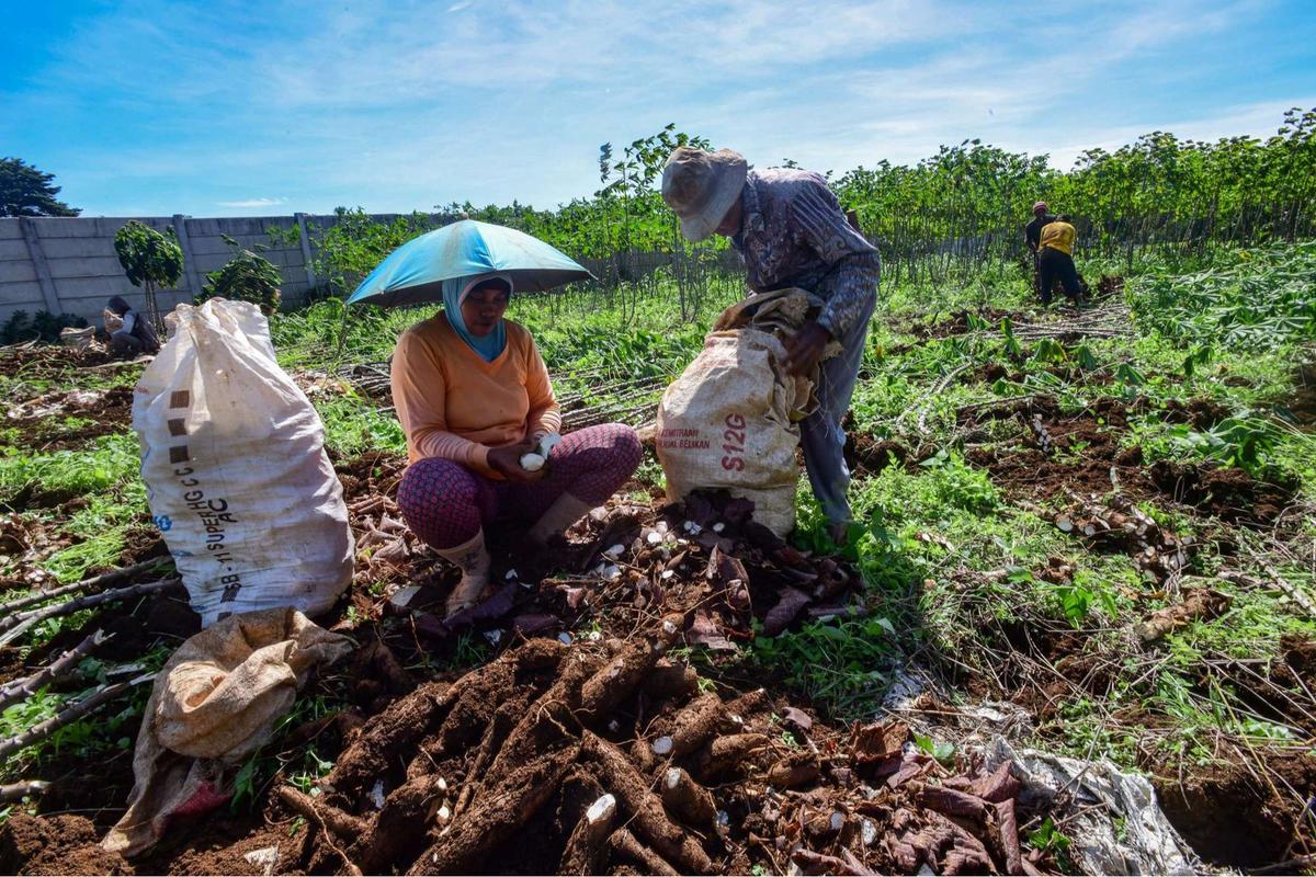 Petani menjerit harga singkong anjlok