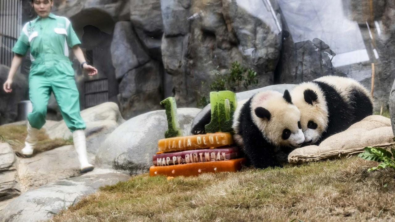 FOTO: Lucunya Panda Kembar De De & Jia Jia Rayakan Ulang Tahun Pertama di Hong Kong