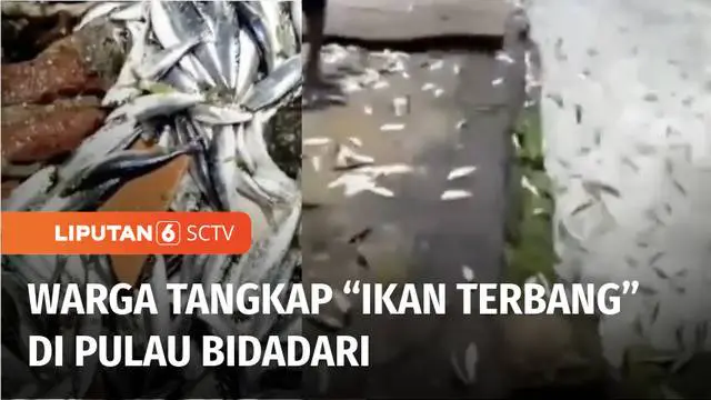 Fenomena banyaknya ikan naik ke daratan kembali terjadi di kawasan Kepulauan Seribu, DKI Jakarta. Fenomena itu sempat viral dan disebut fenomena ikan terbang yang sudah terjadi dua kali dalam sebulan terakhir.