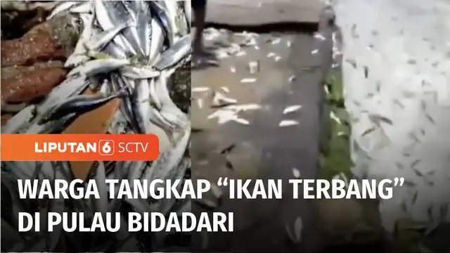 VIDEO: Fenomena Ikan Terbang Kembali Buat Geger Warga di Pulau Bidadari, Ada Apa?