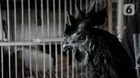 7 Cara Ternak Ayam Cemani di Lahan 2x3 Meter Modal Rp500 Ribu, Keuntungan Menjanjikan