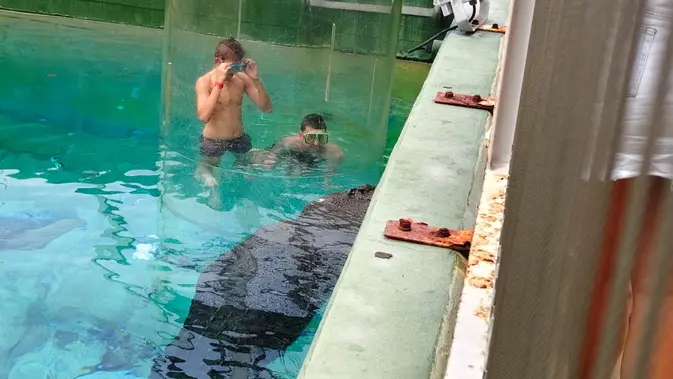 <p>Pengunjung Crocosaurus Cove bermain dengan buaya dalam cage of death di Mitchell Street, Darwin City, Northern Territory, Australia. (Liputan6.com/Muhammad Ali).</p>