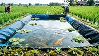 9 Ikan yang Cocok Dipelihara di Kolam Terpal Dekat Persawahan, Mudah Dirawat dan Cepat Panen