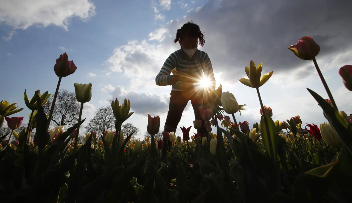 Seorang wanita memetik bunga tulip di ladang tulip "Tulipani Italiani", yang ditanam oleh pasangan Belanda di Arese, Milan, Italia (15/4/2021). Lahan berisikan bunga tulip ini merupakan tempat penanaman pertama di Italia. Taman bunga tulip ini dibuka pada tanggal 28 Maret. (AP/Antonio Calanni)