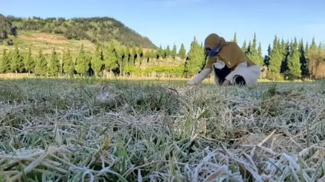 Penampakan embun es atau bun upad Dieng. (Foto: Liputan6.com/Istimewa)