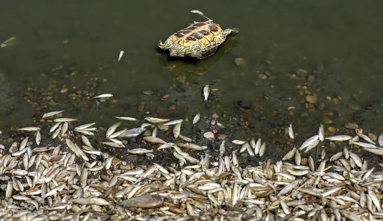 Penyelidikan resmi sedang dilakukan di Irak tenggara setelah ribuan ikan mati ditemukan terdampar di pantai. (Asaad NIAZI / AFP)