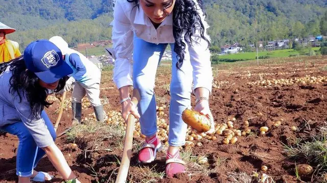 Gaya Krisdayanti Panen Kentang di Malang Disorot, Pakai Sepatu Fendi Rp6,5 Juta