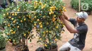 Pekerja menata jeruk kim kit di Meruya, Jakarta, Selasa (21/1/2020). Permintaan jeruk kim kit yang dipercaya membawa keberuntungan tersebut meningkat jelang perayan Tahun Baru Imlek 2020. (Liputan6.com/Angga Yuniar)