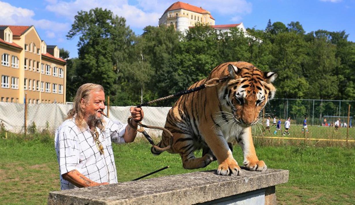 Pemilik dan pelatih hewan sirkus, Jaromir Joo saat mengajak harimaunya yang bernama Taiga bermain di Letovice, Republik Ceko, 30 Agustus 2015. (AFP PHOTO/Radek MICA)