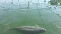 Yangtze finless porpoises ini merupakan lumba-lumba pertama di dunia yang lahir di sebuah penangkaran bukannya perairan alami. (CCTV News)