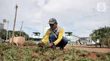 Pekerja menanam rumput saat menyelesaikan proyek revitalisasi Taman Danau Sunter, Jakarta, Senin (9/3/2020). Revitalisasi ini untuk mengubah lahan kosong sekitar Danau Sunter menjadi area pembibitan tanaman, taman interaktif warga, dan destinasi wisata air terpadu. (merdeka.com/Iqbal Nugroho)