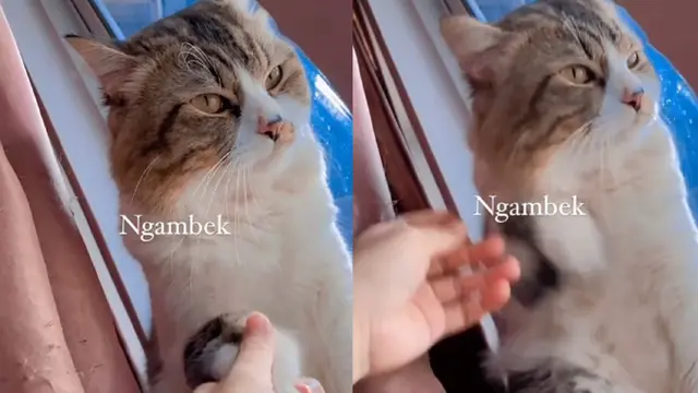 Kucing ngambek