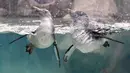 Dua ekor penguin Afrika  berenang di habitat penguin di National Aviary, Pittsburgh, 12 April 2018. National Aviary adalah bagian dari program pengembangbiakan untuk memastikan populasi Penguin Afrika. (AP Photo/Keith Srakocic)