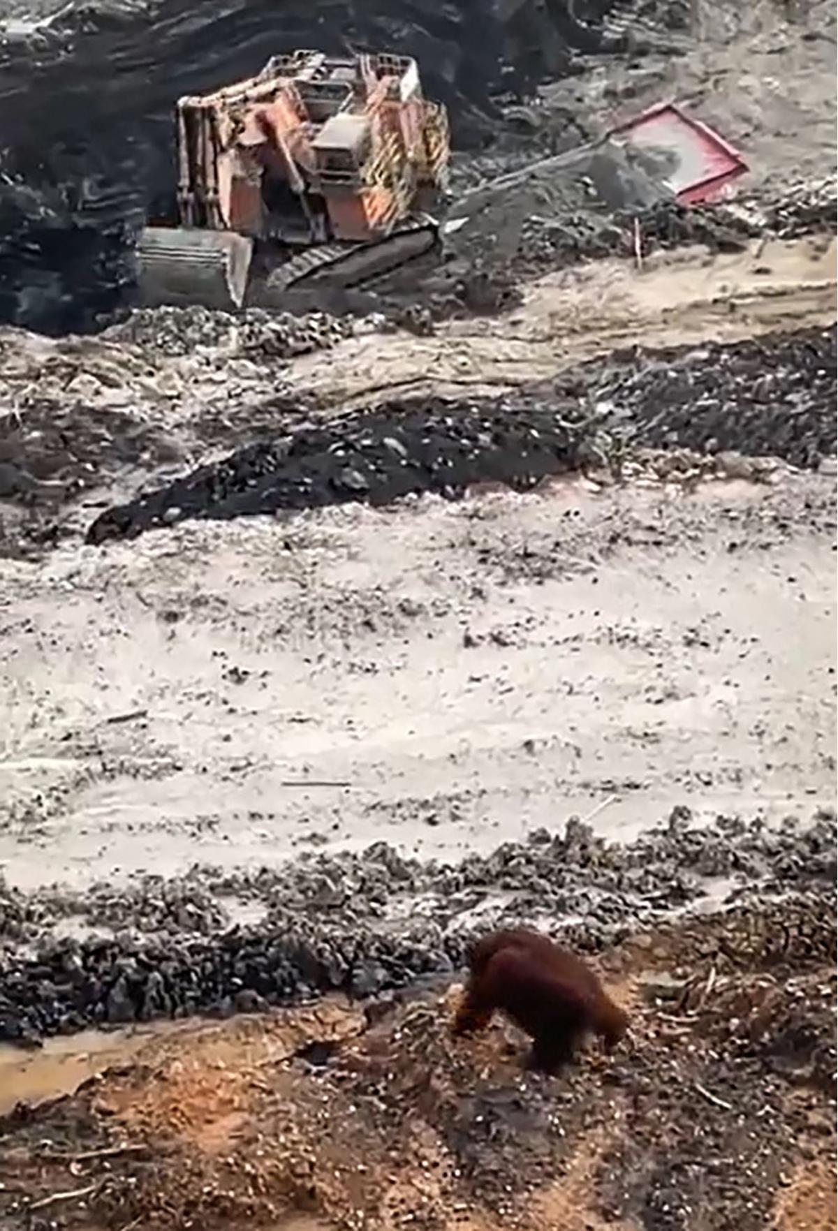 Orangutan ini kebingungan di tengah tambang batu bara Kalimantan
