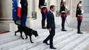 Presiden Prancis Emmanuel Macron bersama anjingnya bernama Nemo saat menyambut tamu di Istana Elyses, Paris, Prancis (28/8). Nemo adalah anjing Labrador salah satu dari beberapa jenis anjing pemungut buruan. (AP Photo / Francois Mori)