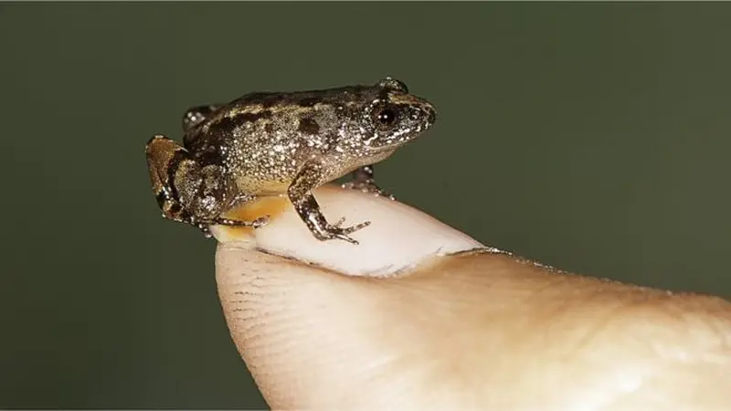 Salah satu katak terkecil yang baru-baru ini ditemukan. (SD Biju)