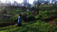 Sepasang suami istri menyewa lahan kosong di Kota Kupang, NTT, untuk menanam sayur-sayuran. (Liputan6.com/Ola Keda)