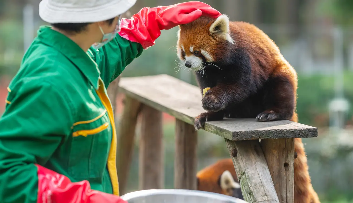 Petugas pemelihara hewan memberi makan panda merah di Kebun Binatang Wuhan di Wuhan, Provinsi Hubei, China tengah, 13 Maret 2020. Puluhan karyawan di kebun binatang tersebut tetap melakukan pekerjaan mereka dengan memberi makan dan disinfeksi pada hampir seribu hewan di sana. (Xinhua/Cai Yang)