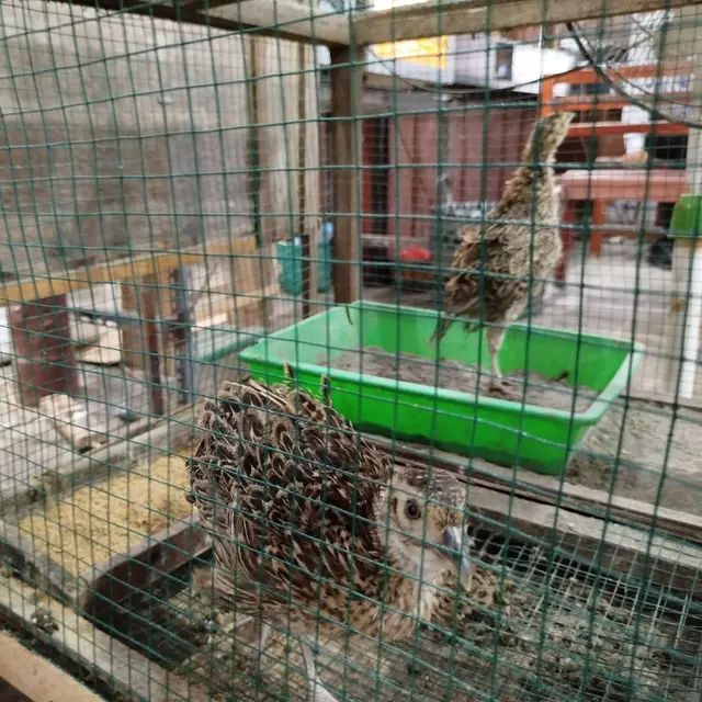 Pakan Ayam dari Kangkung