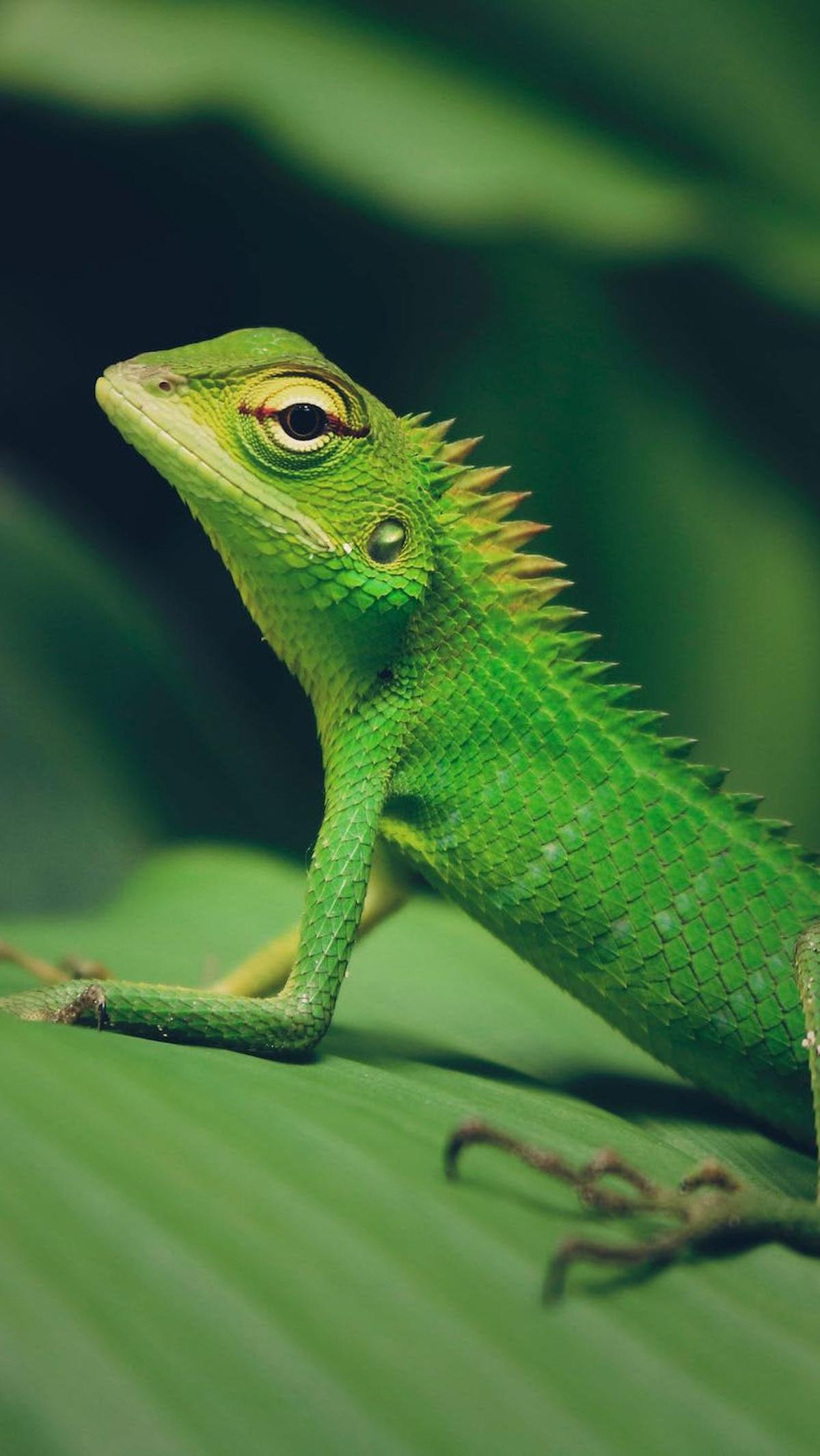 3. Kadal: Reptil yang Menawan dan Mudah Dirawat