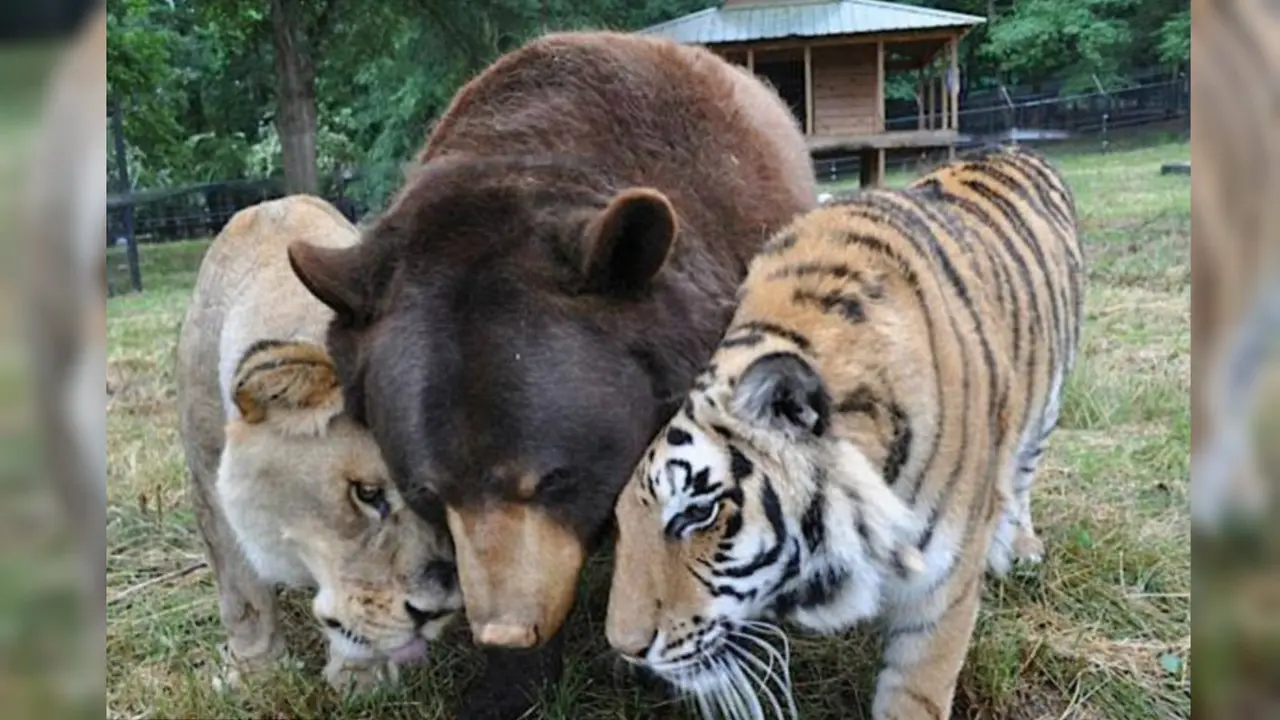 Persahabatan Unik Antara Beruang, Macan dan Singa-01