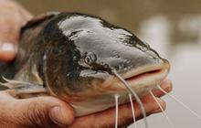 Ikan Berkembang Biak dengan Cara yang Unik dan Beragam, Apa Saja?
