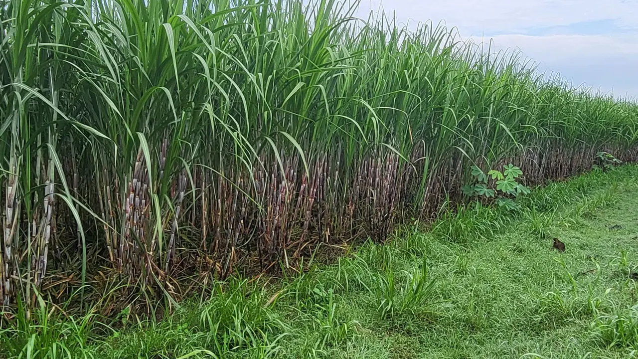 Kementan Dorong Peningkatan Produksi Tebu Demi Wujudkan Swasembada Gula