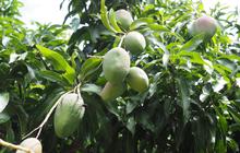 Tips Memanen Mangga agar Tidak Mudah Busuk, Rahasia Menjaga Kualitas Buah