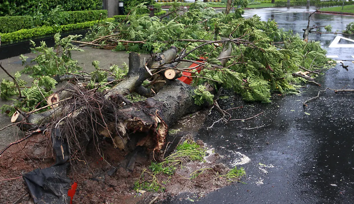 Sebuah pohon di pinggir jalan tumbang akibat angin kencang dari Topan Matmo yang melanda Taiwan, Rabu (23/7/14). (REUTERS/Pichi Chuang)