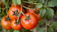 Pasien Cedera Dianjurkan Makan Tomat Setelah Buka Puasa, Mengapa? Foto dibuat oleh AI.
