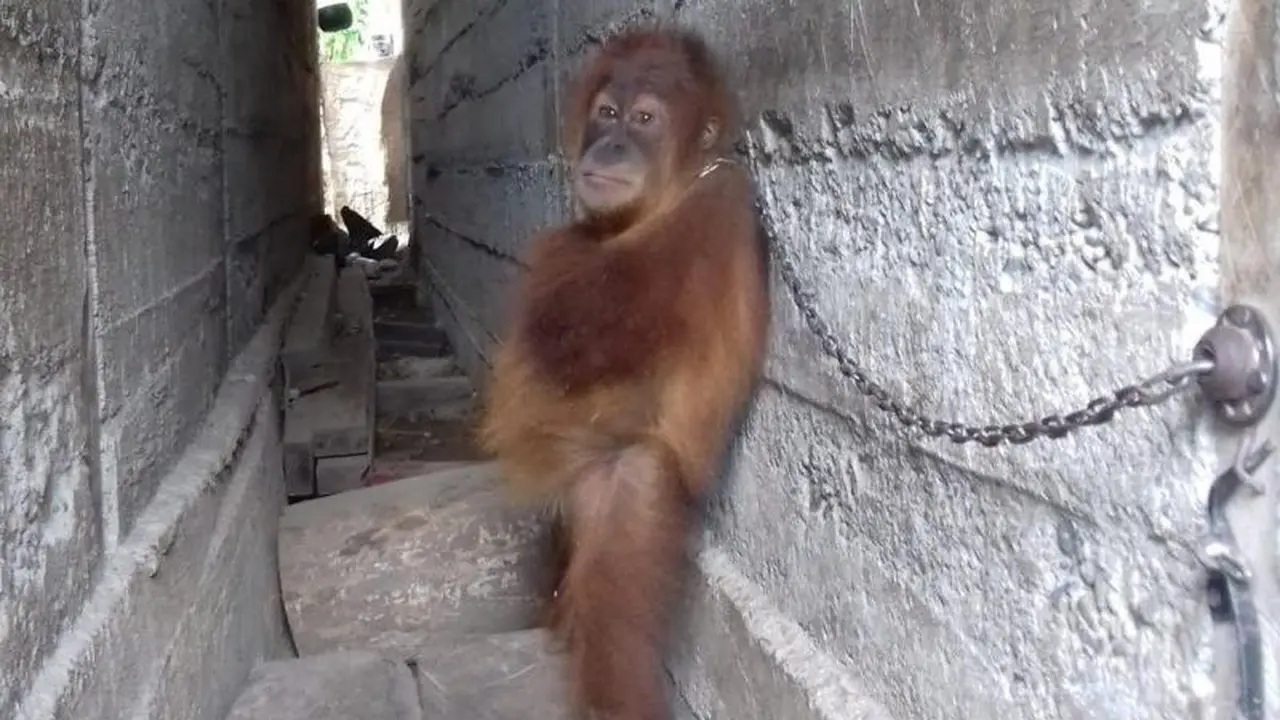 Mingky, Bayi Orang Utan Malang yang Dirantai Untuk Pertunjukan