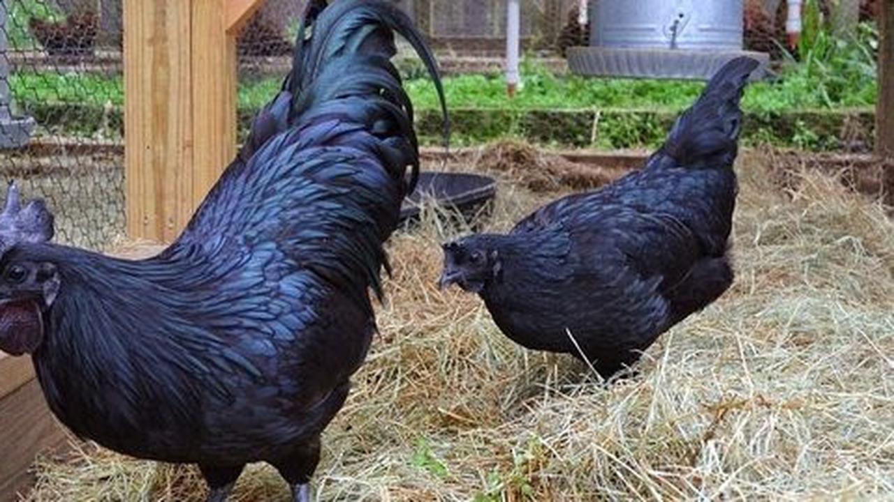 7 Keajaiban dan misteri ayam cemani, dari mistis hingga sains