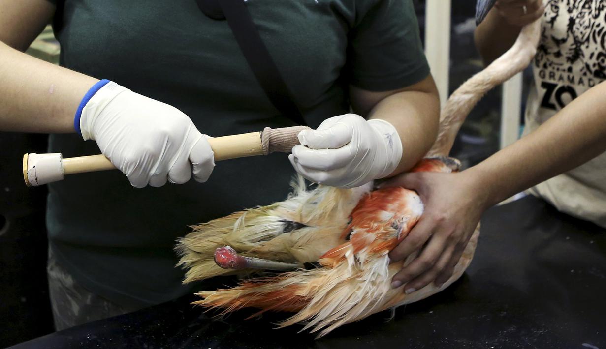 Dokter hewan dan penjaga kebun binatang mencoba memasangkan kaki palsu untuk flamingo, Brasil, Rabu (1/7/2015). Flamingo Chile dipasangi kaki palsu karena bagian bawah kaki kirinya yang mengalami patah tulang telah diamputasi. (REUTERS/Paulo Whitaker)