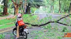Citizen6, Depok: Sebuah pohon di kampus UI, Depok tumbang tanpa sebab pada, Rabu (20/10). Hal ini mengakibatkan pengendara yang melintas terpaksa berbalik arah. (Pengirim: Cesar Yudha)