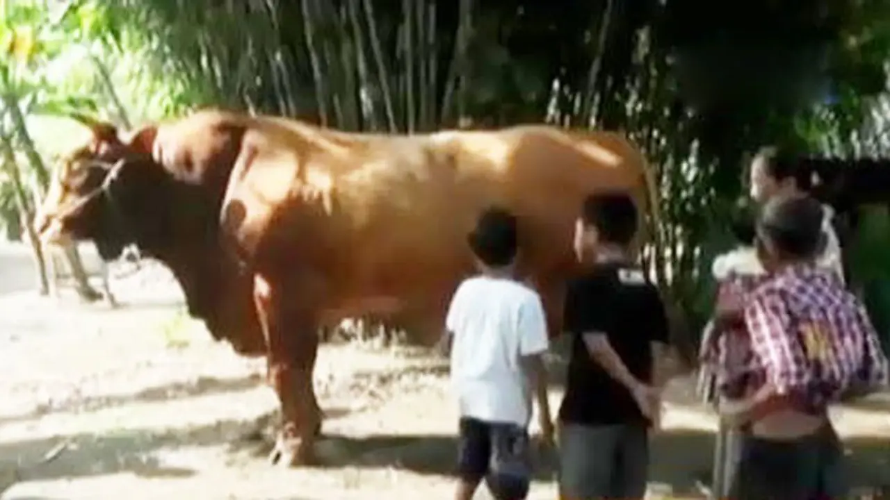 Sapi Predator