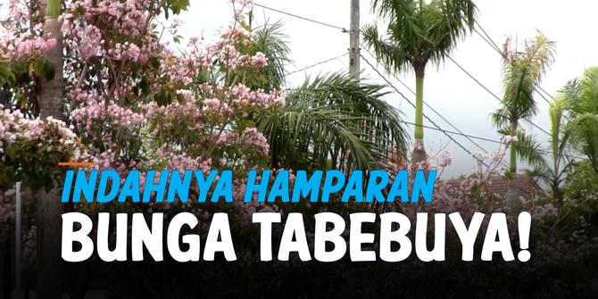 VIDEO: Melihat Keindahan Mekarnya Bunga Tabebuya di Magelang