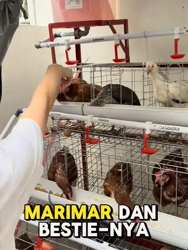 Potret Kandang Ayam Jevier Justin dan Tiffany Orie