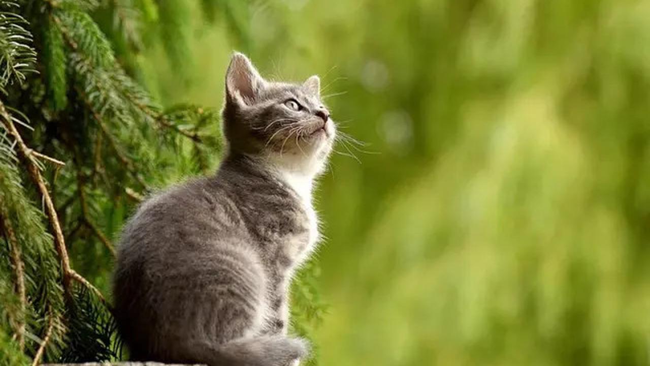 Menurut Studi, Memberi Makan Kucing Secara Berlebihan Ternyata Punya Efek Mengejutkan