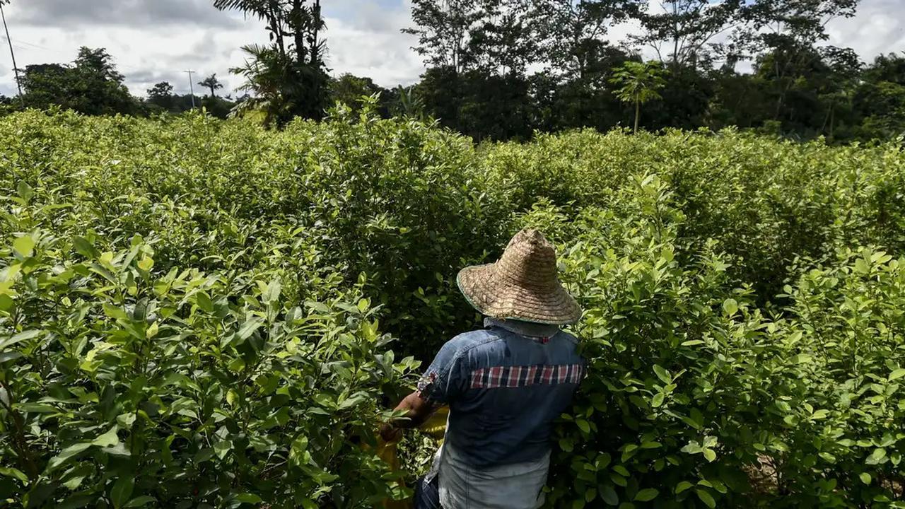 Produksi Kokain di Negara Ini Capai Rekor Tertinggi dalam Sejarah Pada 2023, Dipasok ke AS dan Eropa