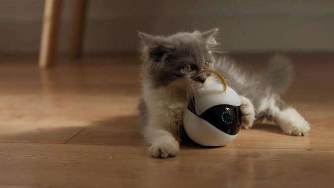 Ebo, robot untuk menemani kucing kamu beraktivitas di rumah. (Doc: Ebo)
