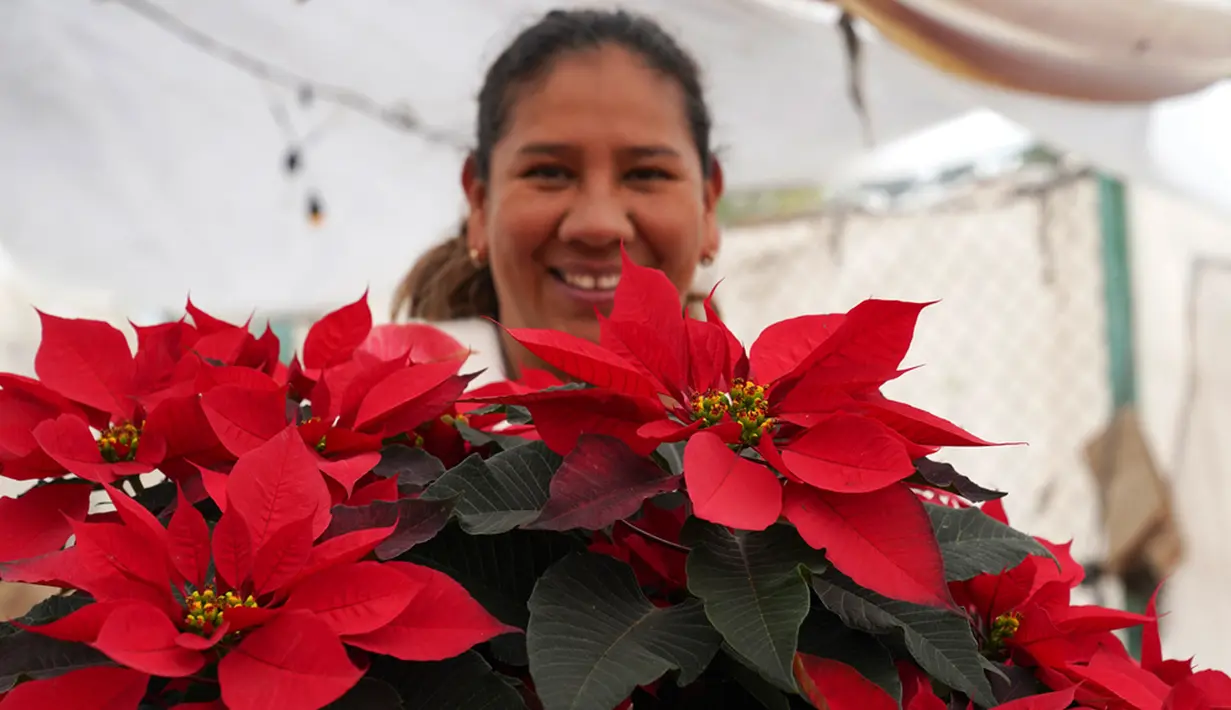 Produser Rosalva Cuaxospa berjalan di tengah pot poinsettia miliknya di rumah kaca di distrik San Luis Tlaxialtemalco di Mexico City, Kamis, 14 Desember 2023. Ikon Natal universal berasal dari Meksiko di mana poinsettia umumnya dikenal sebagai "la flor de Nochebuena" atau Bunga Malam Natal dan oleh beberapa orang disebut "cuetlaxochitl", sebagaimana disebut dalam bahasa Nahuatl. (AP Photo/Marco Ugarte)