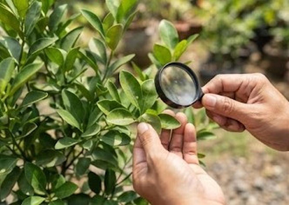 Pantau Hama dan Penyakit Secara Rutin