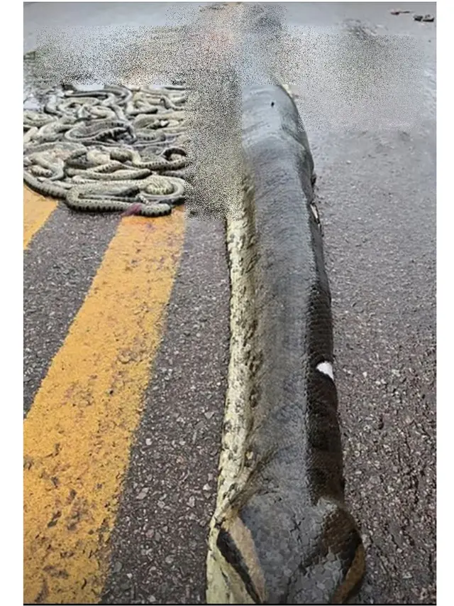 Tragedi Anaconda Hamil Mati Terlindas, 40 Bayinya yang Belum Lahir Tersebar di Jalan