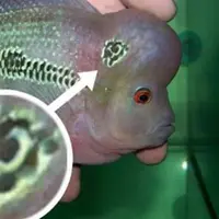 Warga Yogyakarta geger dengan penangkapan ikan louhan yang di tubuhnya ada corak PKI yakni palu arit. Benar kah?