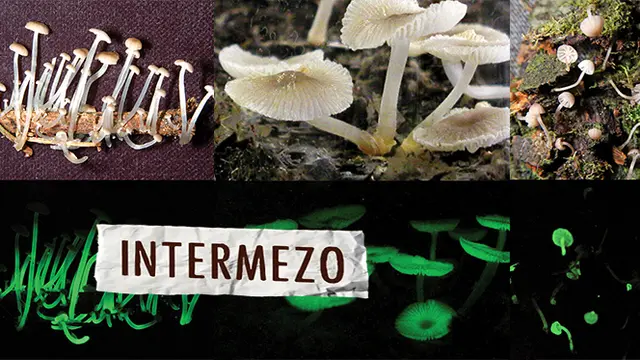 INTERMEZO : Jamur Langka Ini Pancarkan Cahaya Indah 
