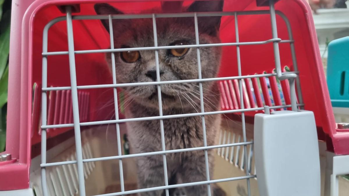 Potret Kucing-Kucing Uya Kuya yang Sudah Dikembalikan Oleh Sherina