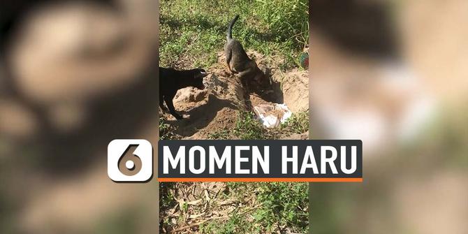 VIDEO: Haru, Anjing Bantu Kubur Temannya yang Mati Karena Sakit