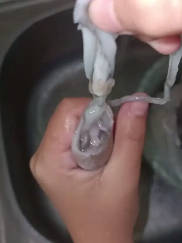 Cara Mudah Bersihkan Cumi Supaya Tidak Bau Amis Tanpa Perasan Jeruk Nipis