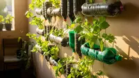Cara Membuat Kebun Seledri Gantung dari Botol Plastik Bekas di Rumah
