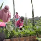 Ibu-ibu warga Bumi Sawangan Indah 2, Depok tengah bergantian merawat sayur di lahan tani mereka bersama. (Foto: Liputan6.com).